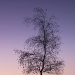 Arbre solitaire sous un ciel crépusculaire avec croissant de lune