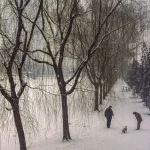Promenade hivernale sous les arbres