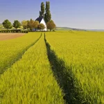 Petite église au milieu d'un champ de céréales