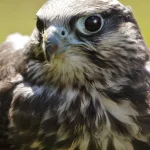 Gros plan d'un visage de faucon