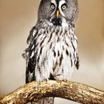 Chouette perchée sur une branche