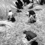 Récolte traditionnelle dans un champ rural