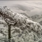 Arbre enneigé sur fond de montagnes brumeuses