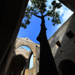 Arbre grandissant dans une ruine ancienne