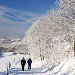 Balade hivernale sous les arbres enneigés