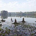 Reflet d'une forêt sur un lac avec souches d'arbres