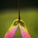 Graine d'érable en gros plan