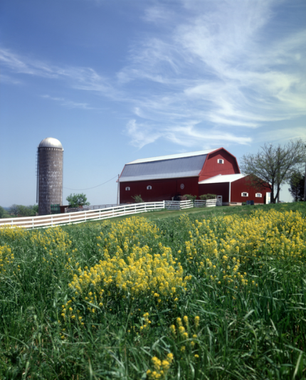 Ferme avec grange rouge et prairie en fleurs