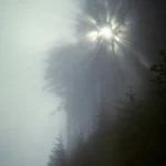 Rayons du Soleil à Travers une Forêt de Sapins Enveloppée de Brouillard