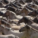 Troupeau de chevaux sauvages en course