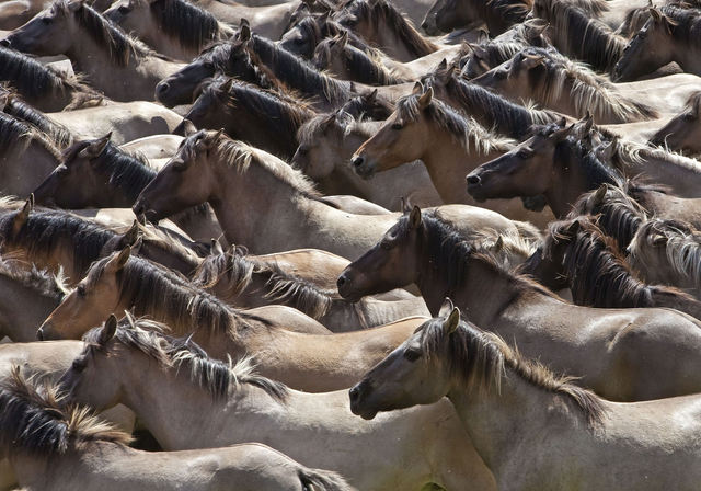 AKG7773922.webp Troupeau de chevaux sauvages en course – Image 1