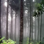 Forêt de conifères embrumée