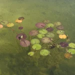 Nénuphars avec une Grenouille dans un Étang