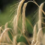 Epis de blé en gros plan
