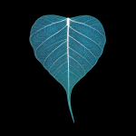 Feuille de Bodhi sur fond noir
