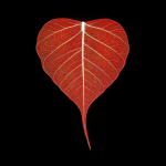 Feuille de ficus rouge en gros plan sur fond noir