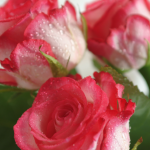 Roses Rouges Avec Gouttes de Rosée