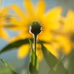 Bouton de fleur devant une fleur jaune en arrière-plan