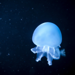 Méduse luminescente dans l'obscurité océanique