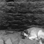 Chien endormi près d’un mur de pierre