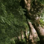Allée d'arbres bordant une rivière dans une forêt dense