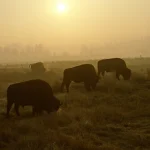 Bisons paissant au coucher du soleil