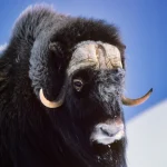 Bœuf musqué dans la neige