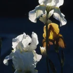 Fleurs d'iris éclairées par le soleil