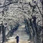 Personne marchant sur une allée fleurie de cerisiers