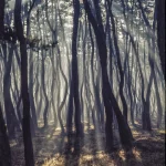 Forêt de pins avec rayons de soleil traversant la brume