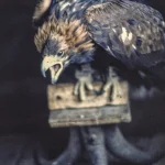 Aigle criant perché sur un support en bois