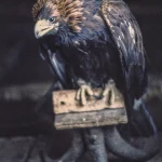 Aigle perché sur une branche sombre