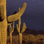 Cactus géants dans un désert au coucher du soleil