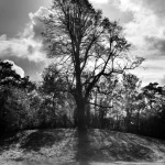 L'arbre solitaire au sommet d'une colline ombragée