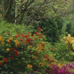 Jardin fleuri avec arbustes et arbres en été