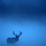 Cerf majestueux dans la brume matinale