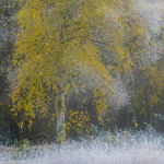Arbre en Automne avec Givre Matinal