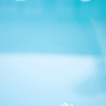 Fleurs flottant à la surface de l'eau bleue