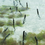 Piquets de bois dans l'eau claire et algues vertes