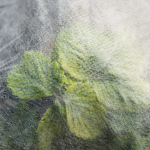 Feuilles de plantes couvertes par un filet protecteur
