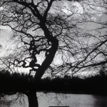 Silhouette d'arbre en hiver devant un lac