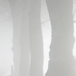 Allée d'arbres dans le brouillard hivernal