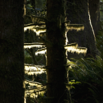 Arbres Mousseux dans une Forêt Luxuriante