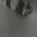 Paysage hivernal brumeux avec arbres et buissons