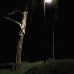 Arbre et lampadaire dans la nuit