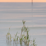 Plantes aquatiques au lever du soleil