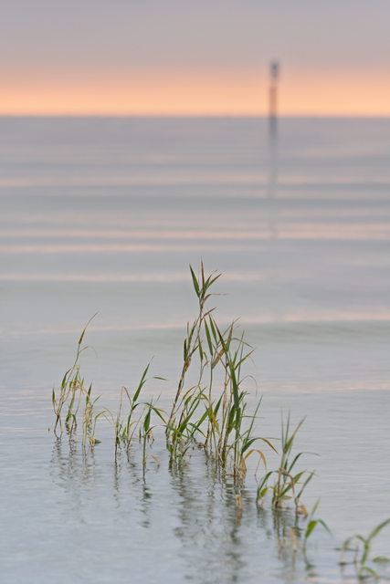 AKG8687059.webp Plantes aquatiques au lever du soleil – Image 1