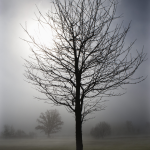 Arbre solitaire dans la brume matinale