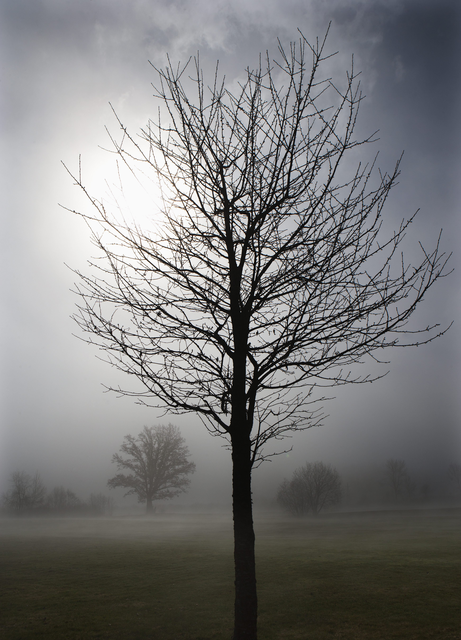 AKG8687093.webp Arbre solitaire dans la brume matinale – Image 1