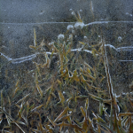 Gazon sous givre en hiver